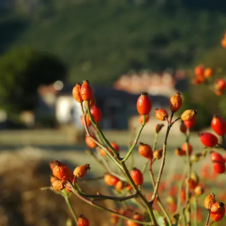 Rural Chousa *