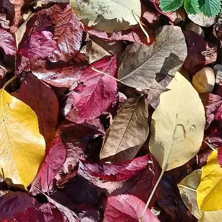 Rural Chousa Hotel *