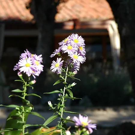Rural Chousa