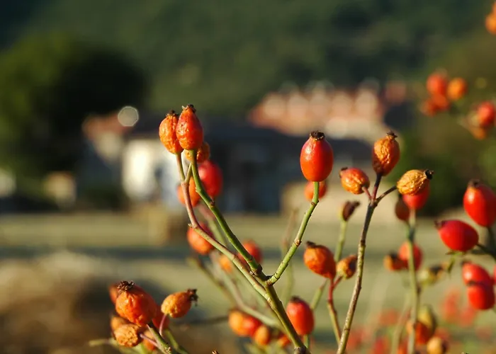 Rural Chousa *