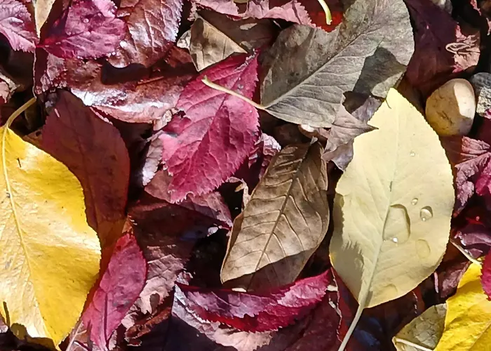 Rural Chousa Hotel *